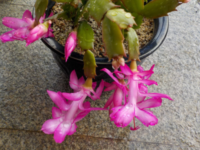 デンマークカクタスの花はでかい