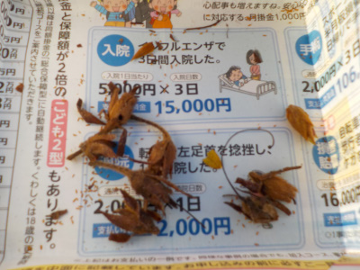 遊びで植物を育てよう　ツツジの種柄