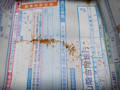 遊びで植物を育てようツツジの種から出た黄色い粉