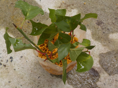 ペットボトルで梅の挿し木に挑戦