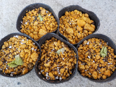 夕顔の植え替え作業