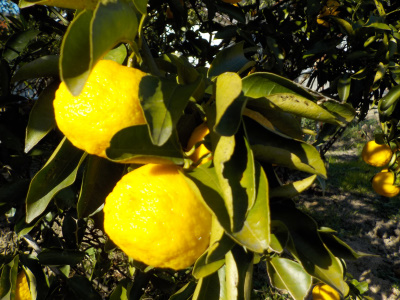 japan 柚子を大量に収穫しました。 1月