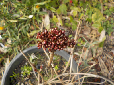 アジサイにツブツブが大量発生