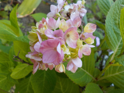 4月に咲くアジサイ