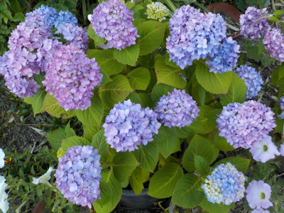 梅雨入り前のアジサイ