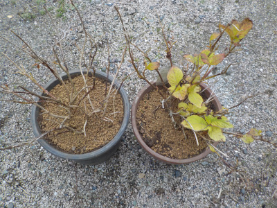 アジサイの植え替え