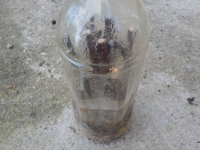 アンズの挿し木