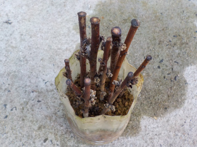 アンズの挿し木は超難しい