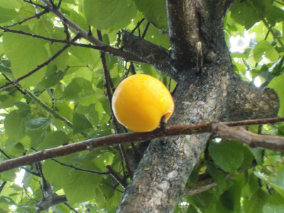 アンズが収穫の時期になりました。