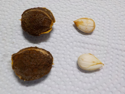 アンズの核を破壊工作アーモンド