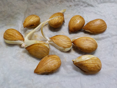 莇生の発根条件