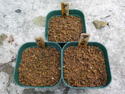 アンズの種まきは失敗