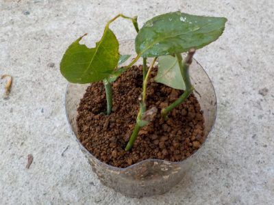 バラの挿し木は難しい。