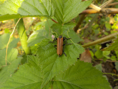 カミキリに食べられるブラックベリー