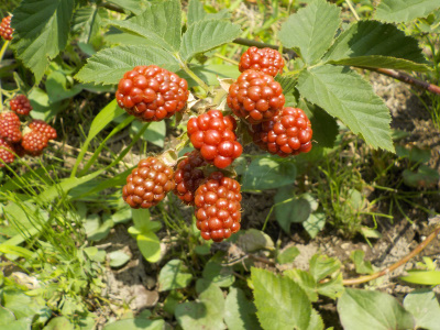 まだ熟れていない赤いブラックベリーの実