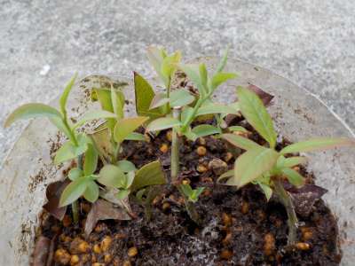 ブルーベリーの挿し木