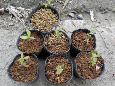 ブルーベリーのポット苗作成