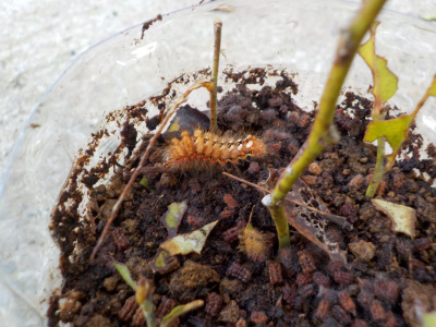 ブルーベリーの挿し木が毛虫に食べられました。