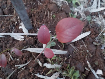 ブルーベリーを地植えに