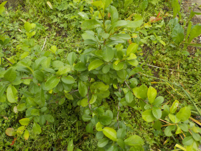 とても目立たないボケの木