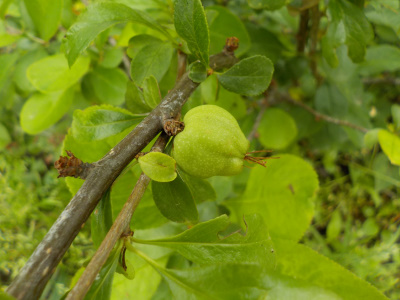 小さなボケの実