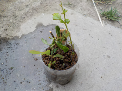 ペットボトルでボケの挿し木