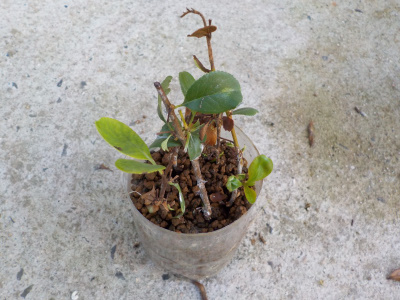 クサボケの挿し木