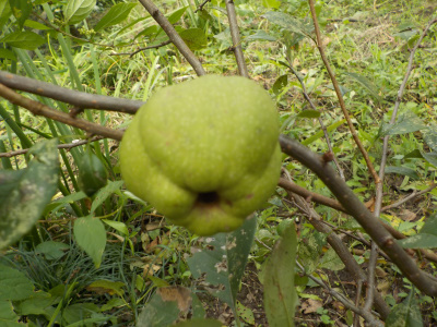青いボケの実はいつ成熟するのか