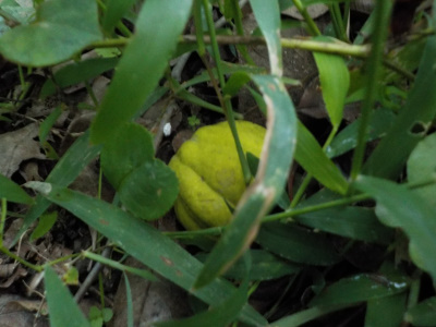 落下したボケの実