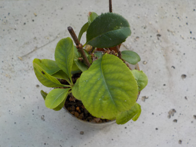 ペットボトルで挿し木のボケ