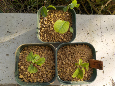 ボケの挿し木の鉢上げ