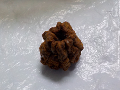 完熟して茶色くなった木瓜の実