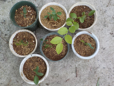 真夏にブルーバリーの植え替え