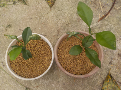 種蒔きした文旦の成長記録