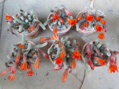 ビャクダンまつり