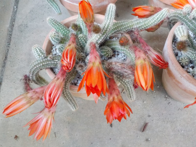 目標達成でやる気なしのビャクダン