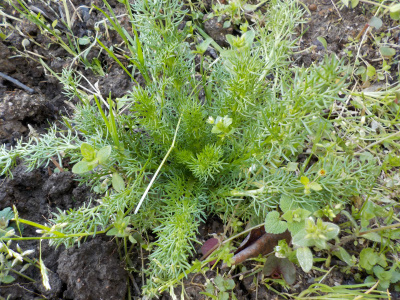 カモミールの苗2020