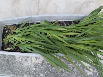 フリージア倒れる。