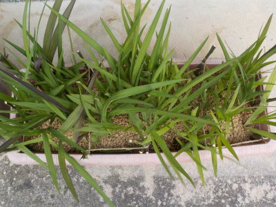 倒伏したフリージア