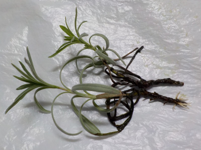 ラベンダーの水挿し木