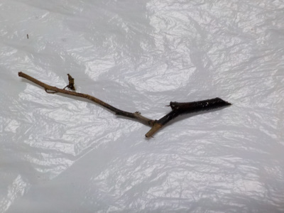 バラの水挿し木