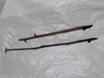 ドウダンツツジの水挿し木