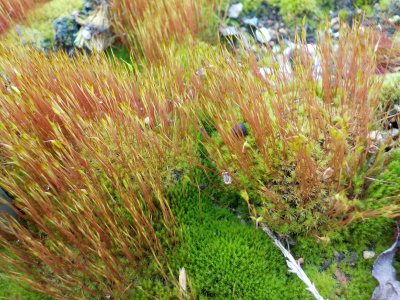 モフモフした苔