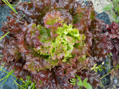 サニーレタス赤い