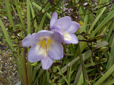 青いフリージア