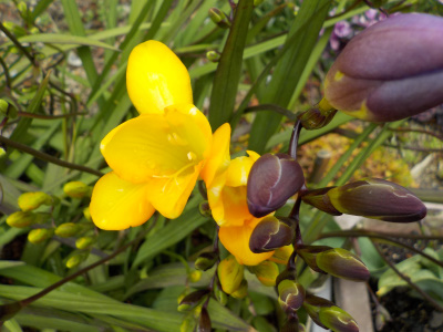 黄色いフリージア