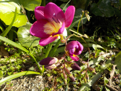 赤いフリージア