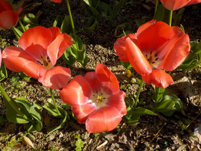 咲き終わった」チューリップ