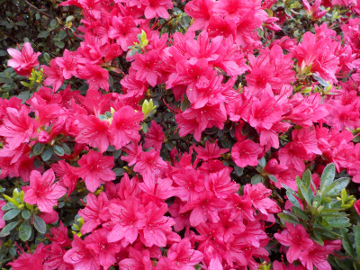 赤桃色のツツジの花