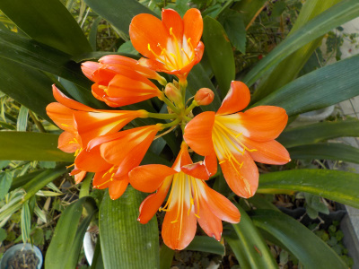 オレンジ色のクンシラン